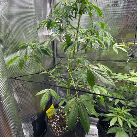 Wedding Cake Auto growlog timeline photo