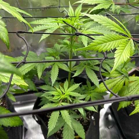 Milky Way growlog timeline photo