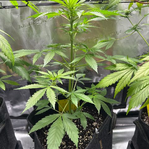 Milky Way growlog timeline photo