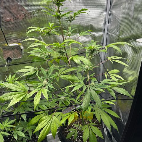 Amnesia Haze Auto growlog timeline photo
