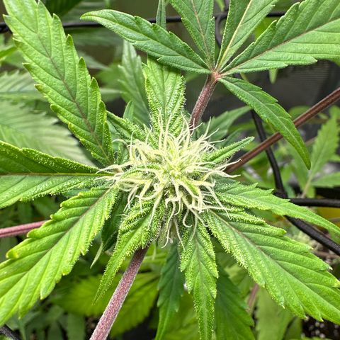 Amnesia Haze Auto growlog timeline photo