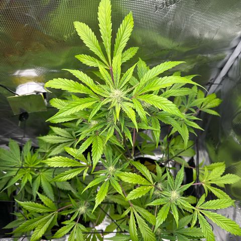 Amnesia Haze Auto growlog timeline photo