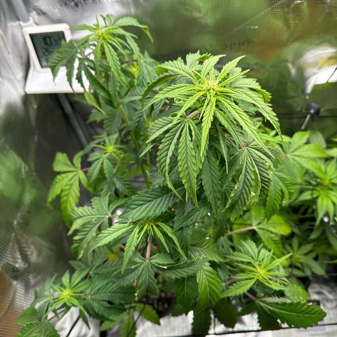 Wedding Cake Auto growlog timeline photo