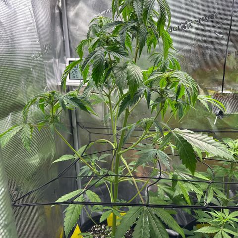 Wedding Cake Auto growlog timeline photo