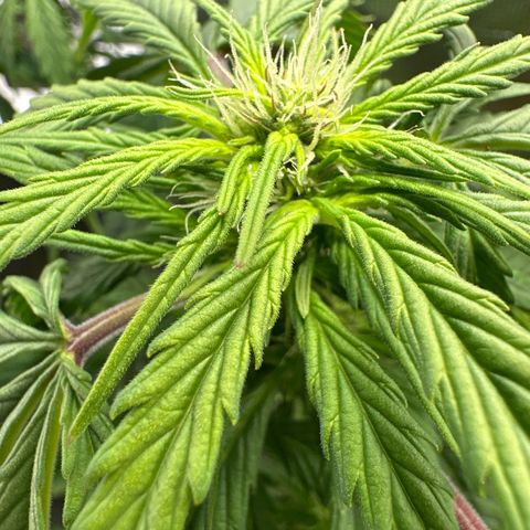 Wedding Cake Auto growlog timeline photo