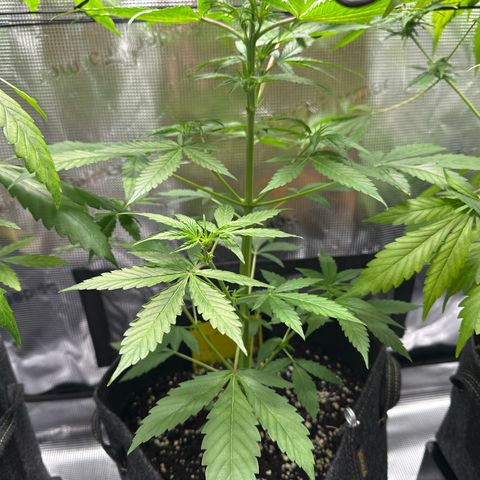 Milky Way growlog timeline photo