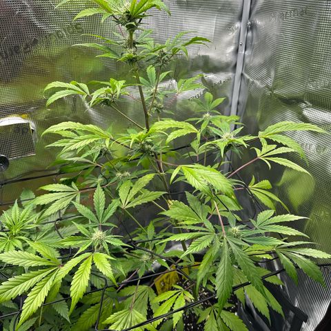 Amnesia Haze Auto growlog timeline photo