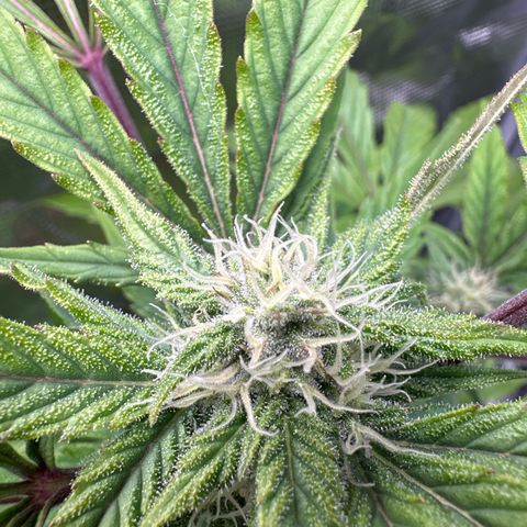 Amnesia Haze Auto growlog timeline photo