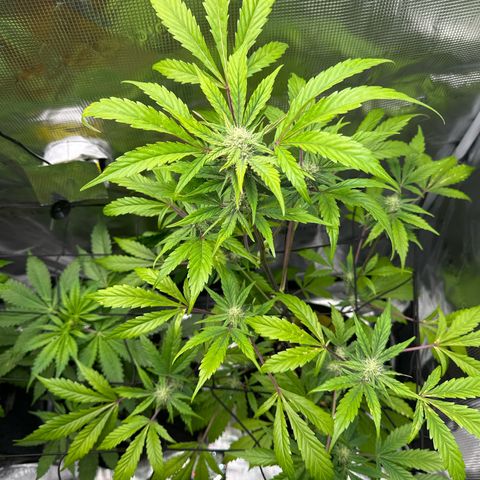 Amnesia Haze Auto growlog timeline photo