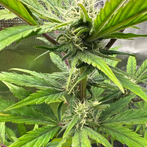 Amnesia Haze Auto growlog timeline photo