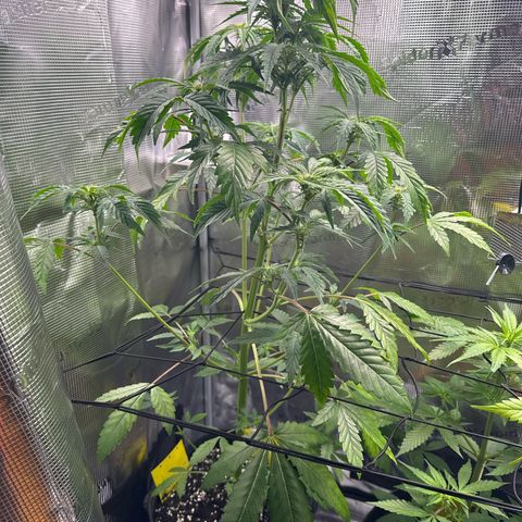 Wedding Cake Auto growlog timeline photo