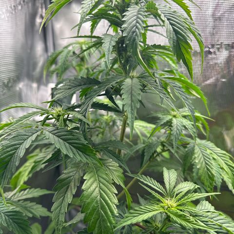 Wedding Cake Auto growlog timeline photo