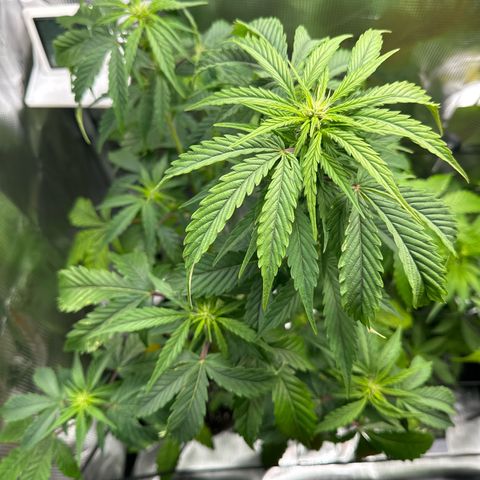 Wedding Cake Auto growlog timeline photo