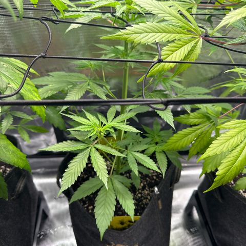 Milky Way growlog timeline photo