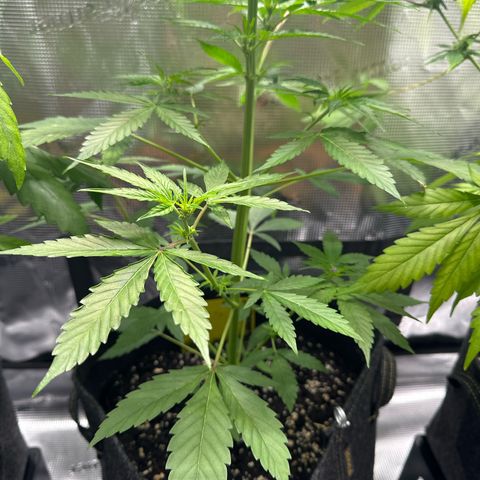 Milky Way growlog timeline photo