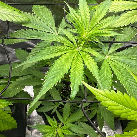 Milky Way growlog timeline photo