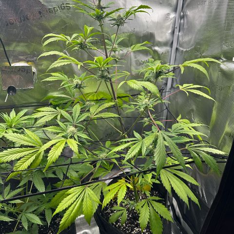 Amnesia Haze Auto growlog timeline photo