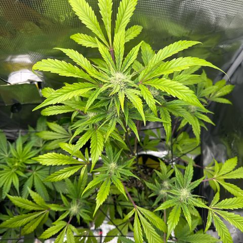 Amnesia Haze Auto growlog timeline photo