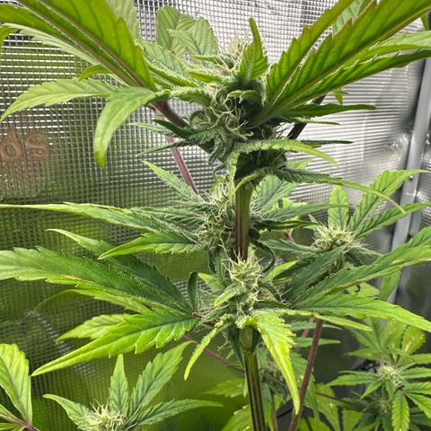 Amnesia Haze Auto growlog timeline photo