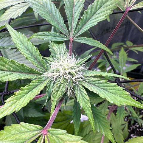 Amnesia Haze Auto growlog timeline photo