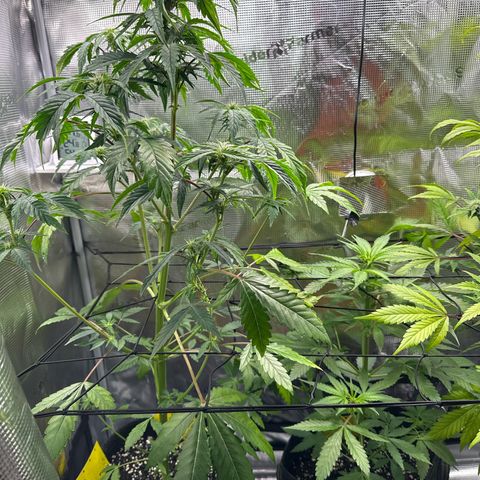 Wedding Cake Auto growlog timeline photo