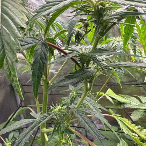Wedding Cake Auto growlog timeline photo