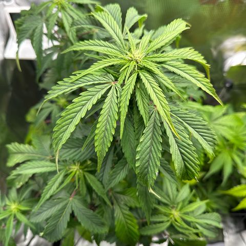 Wedding Cake Auto growlog timeline photo