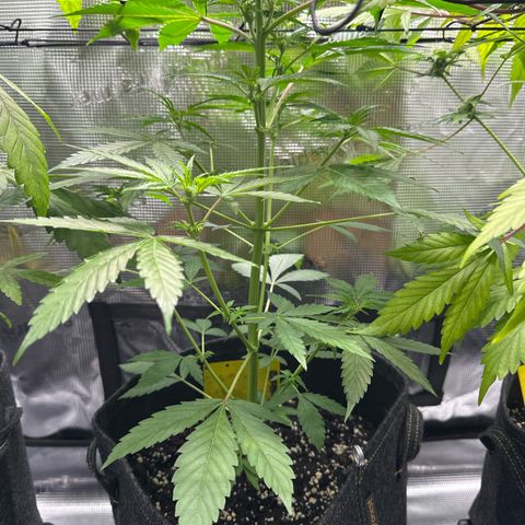 Milky Way growlog timeline photo
