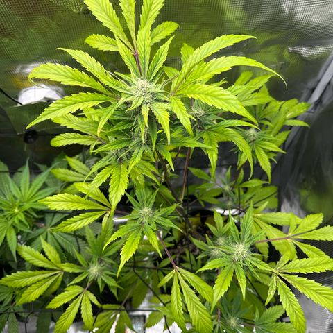 Amnesia Haze Auto growlog timeline photo