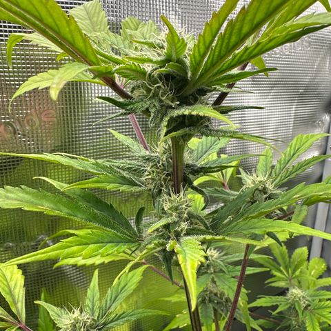 Amnesia Haze Auto growlog timeline photo