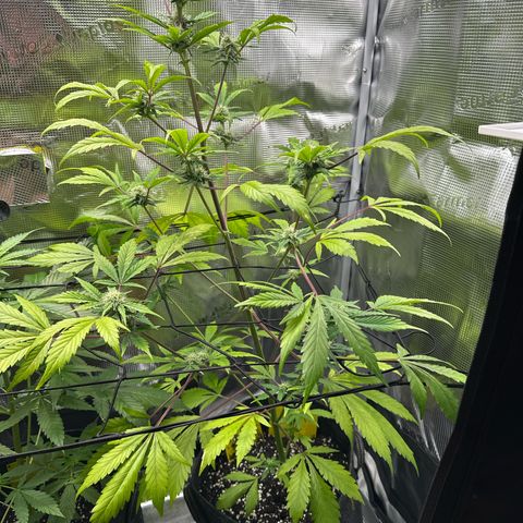 Amnesia Haze Auto growlog timeline photo
