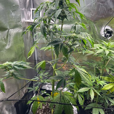 Wedding Cake Auto growlog timeline photo