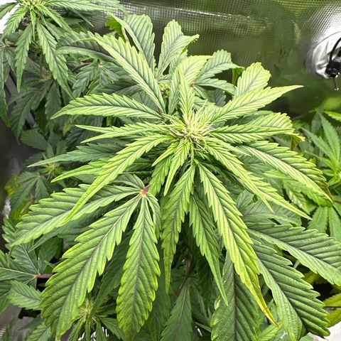 Wedding Cake Auto growlog timeline photo