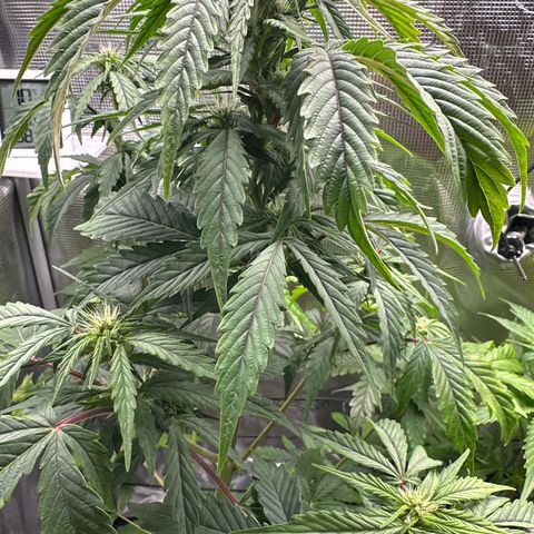 Wedding Cake Auto growlog timeline photo