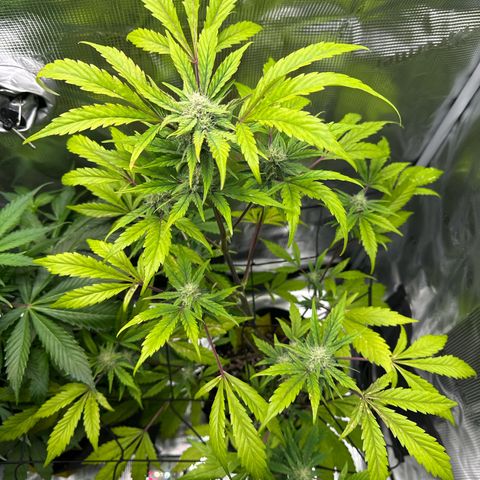 Amnesia Haze Auto growlog timeline photo