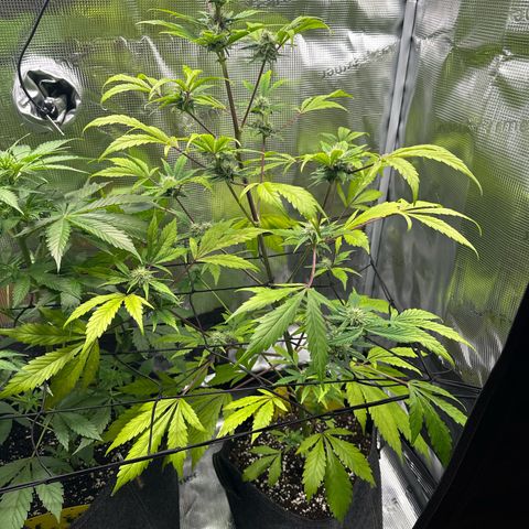 Amnesia Haze Auto growlog timeline photo
