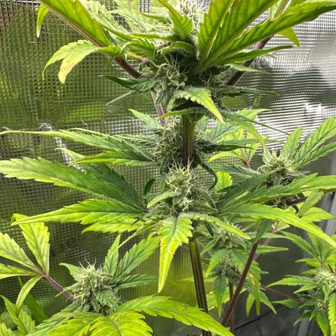 Amnesia Haze Auto growlog timeline photo