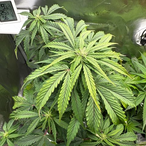 Wedding Cake Auto growlog timeline photo