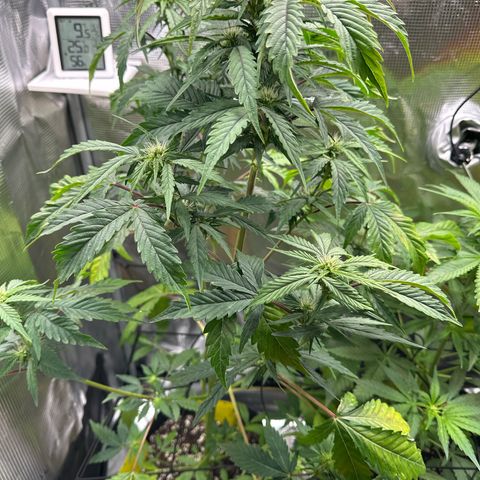 Wedding Cake Auto growlog timeline photo