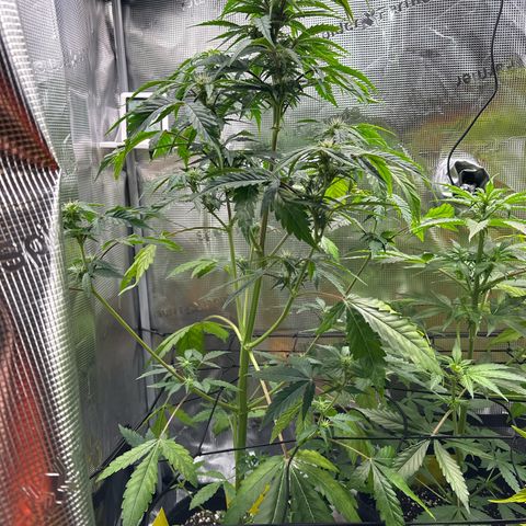 Wedding Cake Auto growlog timeline photo
