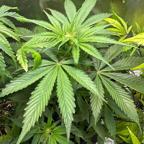 Milky Way growlog timeline photo