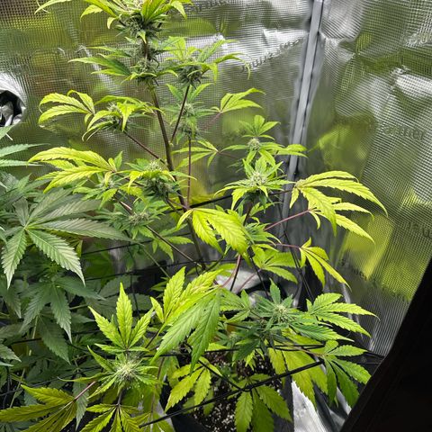 Amnesia Haze Auto growlog timeline photo