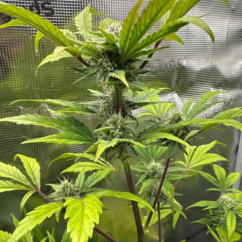 Amnesia Haze Auto growlog timeline photo