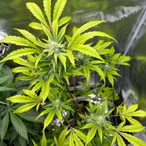 Amnesia Haze Auto growlog timeline photo