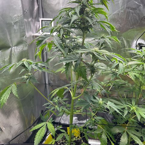 Wedding Cake Auto growlog timeline photo