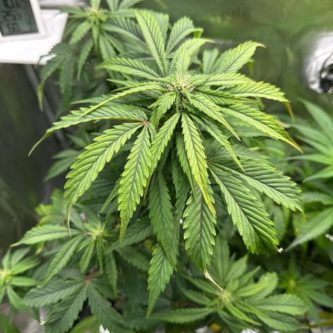 Wedding Cake Auto growlog timeline photo