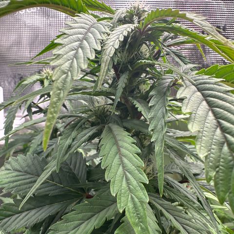 Wedding Cake Auto growlog timeline photo