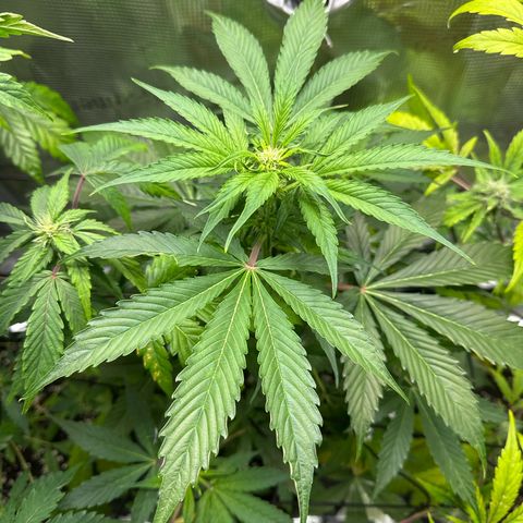 Milky Way growlog timeline photo
