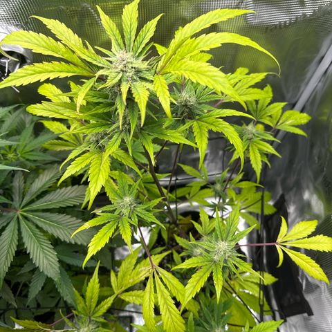 Amnesia Haze Auto growlog timeline photo