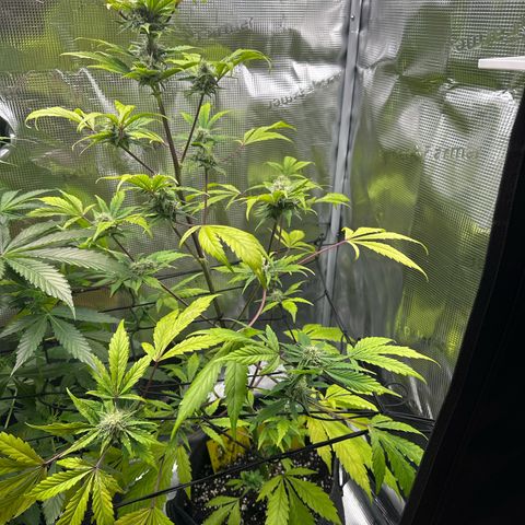 Amnesia Haze Auto growlog timeline photo